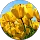 Yvonne Valies profile picture